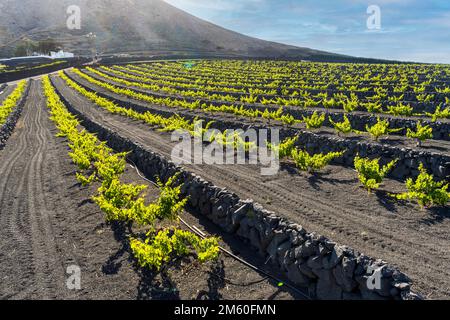 Grapevine sur sol volcanique noir dans les vignobles de la Geria, Lanzarote, îles Canaries, Espagne Banque D'Images