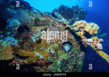 Le plongeur regarde dans l'épave à travers le hublot d'un navire submergé avec une coque colorée surcultivée avec des coraux et des éponges, Mer Rouge, Egypte Banque D'Images