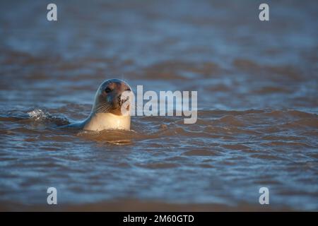 Phoque gris (Halichoerus grypus) adulte dans la mer, Lincolnshire, Angleterre, Royaume-Uni Banque D'Images