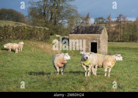 Début janvier, les moutons Texel (tups) sont gardés ensemble comme un petit groupe après leur utilisation pendant la saison de reproduction d'automne. Banque D'Images