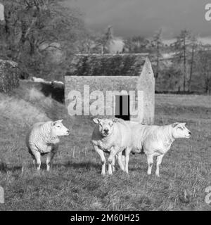 Début janvier, les moutons Texel (tups) sont gardés ensemble comme un petit groupe après leur utilisation pendant la saison de reproduction d'automne. Banque D'Images