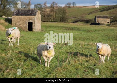 Début janvier, les moutons Texel (tups) sont gardés ensemble comme un petit groupe après leur utilisation pendant la saison de reproduction d'automne. Banque D'Images