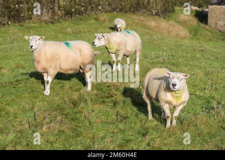Début janvier, les moutons Texel (tups) sont gardés ensemble comme un petit groupe après leur utilisation pendant la saison de reproduction d'automne. Banque D'Images