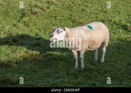 Début janvier, les moutons Texel (tups) sont gardés ensemble comme un petit groupe après leur utilisation pendant la saison de reproduction d'automne. Banque D'Images