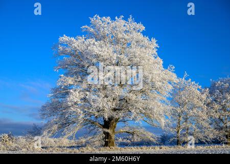 Chêne (Quercus) avec hoarfrost, Doernhagen, Hesse, Allemagne Banque D'Images