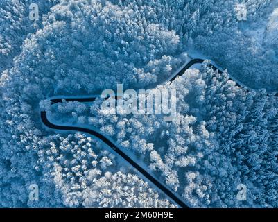 Vue panoramique sur une route de campagne qui traverse une forêt enneigée, district de Konstanz, Bade-Wurtemberg, Allemagne Banque D'Images