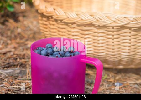 Saison de cueillette des bleuets. Panier avec des bleuets mûrs dans la forêt. Un mug rempli de bleuets sauvages juteux mûrs comme un concept pour cueillir l'été Banque D'Images