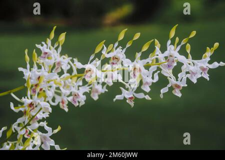 Antelope blanche Dendrobium orchidée fleur dans le jardin Banque D'Images