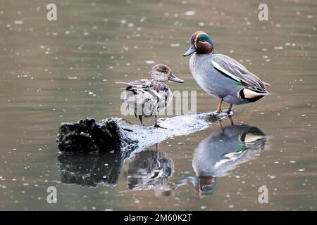 Teals eurasiens (Anas crecca), paire debout sur bois mort dans l'eau, Hesse, Allemagne Banque D'Images