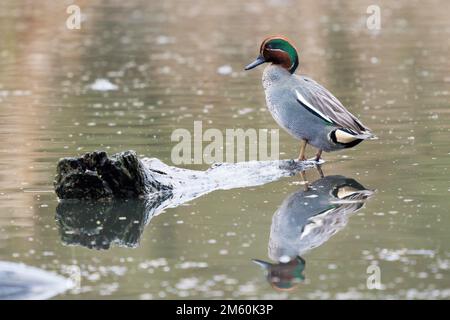 Sarcelle eurasienne (Anas crecca), mâle debout sur bois mort dans l'eau, Hesse, Allemagne Banque D'Images