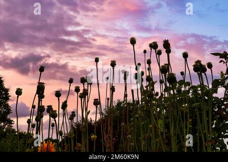 Coquelicot (Papaver) champ de pavot fade, ciel nocturne, contre-jour, jardin Claude Monet en été, Giverny, département d'Eure, haute-Normandie, France Banque D'Images