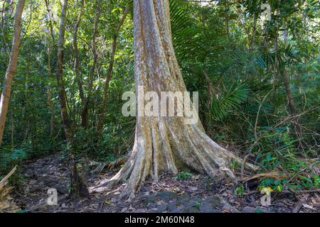 Lagerstroemia calyculata connue sous le nom de Guava Cope Myrtle Banque D'Images