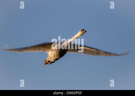 Les cygnes sont des oiseaux de la famille des Anatidés dans le genre Cygnus. Banque D'Images