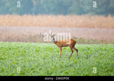 Le cerf de Virginie, également connu sous le nom de cerf de Virginie, cerf de Virginie de l'Ouest, ou cerf de Virginie d'Europe, est une espèce de cerf. Banque D'Images