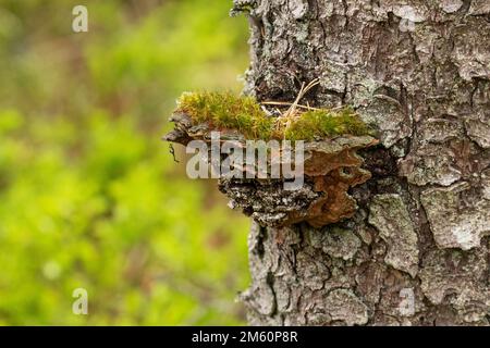 Champignons en décomposition du bois Phellinus chrysoloma poussant sur un grand tronc d'épinette dans un habitat de pierre tombale en Estonie, en Europe du Nord Banque D'Images