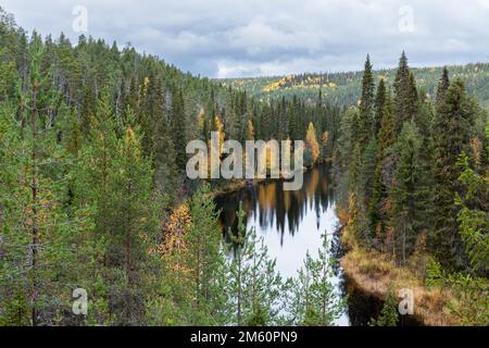 Vue sur la rivière Oulankajoki et les grands arbres de l'épinette lors d'une journée d'automne dans le parc national d'Oulanka, dans le nord de la Finlande Banque D'Images