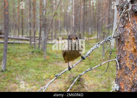 Photo en grand angle d'un curieux geai sibérien perché sur une branche d'une ancienne forêt de conifères dans le parc national d'Oulanka, dans le nord de la Finlande Banque D'Images