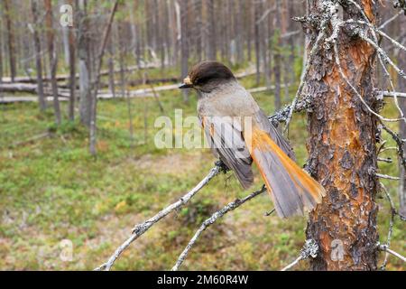 Photo en grand angle d'un curieux geai sibérien perché sur une branche d'une ancienne forêt de conifères dans le parc national d'Oulanka, dans le nord de la Finlande Banque D'Images