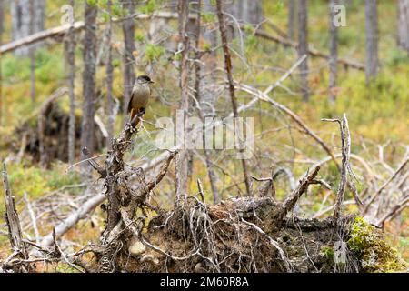 Photo en grand angle d'un curieux geai sibérien perché sur une branche d'une ancienne forêt de conifères dans le parc national d'Oulanka, dans le nord de la Finlande Banque D'Images