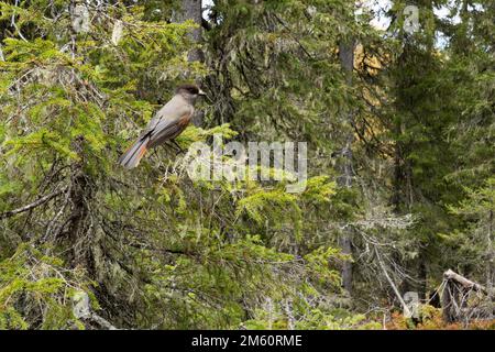 Un curieux geai sibérien perché sur une branche d'épinette dans une ancienne forêt de Valtavaara près de Kuusamo, dans le nord de la Finlande Banque D'Images