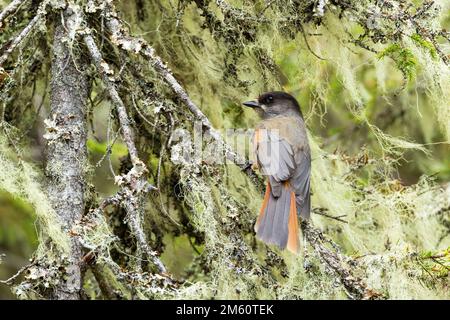 geai de Sibérie perché dans une forêt de taïga couverte de lichen barbu. Tourné à Valtavaara près de Kuusamo, dans le nord de la Finlande. Banque D'Images