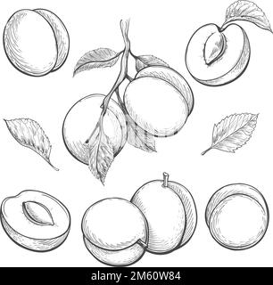 Croquis rétro abricots Illustration de Vecteur
