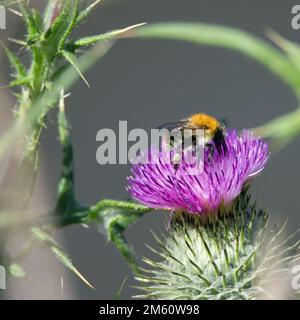 abeille solitaire se nourrissant de la fleur pourpre d'un chardon isolé sur fond vert naturel Banque D'Images