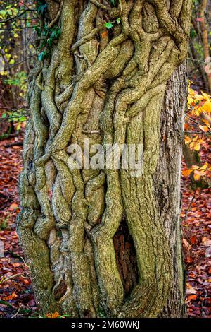 Un arbre avec Ivy qui le pousse Banque D'Images