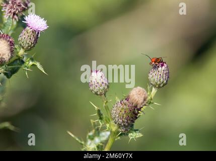 le chardon violet pâle fleurit avec un coléoptère isolé sur un fond vert foncé naturel Banque D'Images