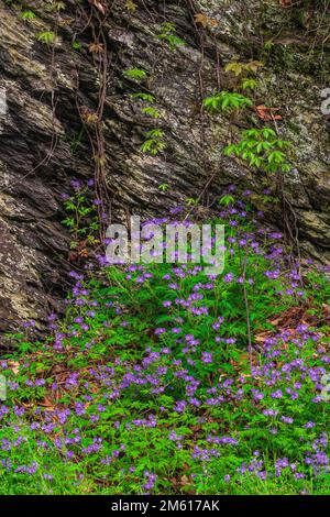 Phlox bleu sauvage (Phlox divaricata) croissant le long de la rivière Little Pigeon dans le parc national des Great Smoky Mountains, dans le Tennessee Banque D'Images