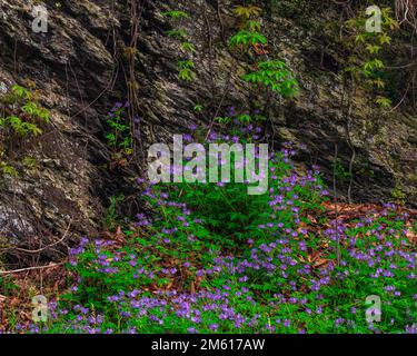 Phlox bleu sauvage (Phlox divaricata) croissant le long de la rivière Little Pigeon dans le parc national des Great Smoky Mountains, dans le Tennessee Banque D'Images