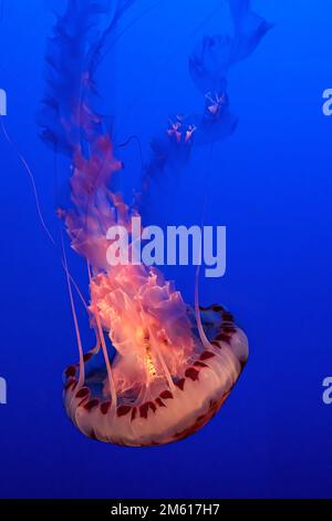 La marbrure de la mer du Pacifique (Chrysaora fuscescens), à l'aquarium de la baie de Monterey, en Californie Banque D'Images