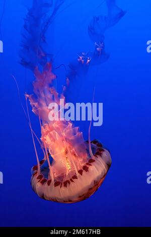 La marbrure de la mer du Pacifique (Chrysaora fuscescens), à l'aquarium de la baie de Monterey, en Californie Banque D'Images