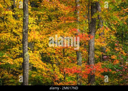 Vibrant automne co, ou dans la forêt nationale de Hiawatha près de Munising, Michigan Banque D'Images