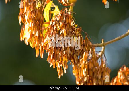 Cendres européennes (Fraxinus excelsior) grappes de graines en plein soleil isolées sur fond vert naturel Banque D'Images