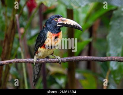 Aracari, Panama Banque D'Images