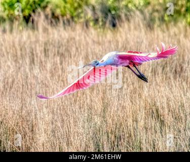 Roseate Spoonbill en vol à la réserve naturelle de Merritt Island en Floride Banque D'Images