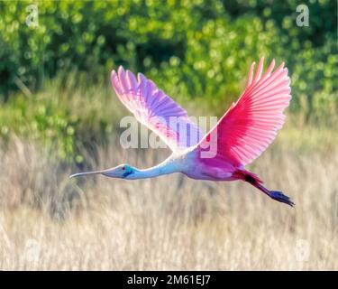 Roseate Spoonbill en vol à la réserve naturelle de Merritt Island en Floride Banque D'Images