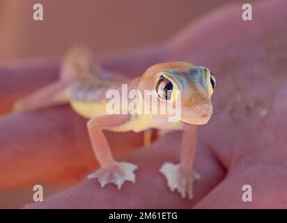 Pachydactylus rangei, le gecko de sable du Namib ou le gecko à pieds sur le Web Banque D'Images
