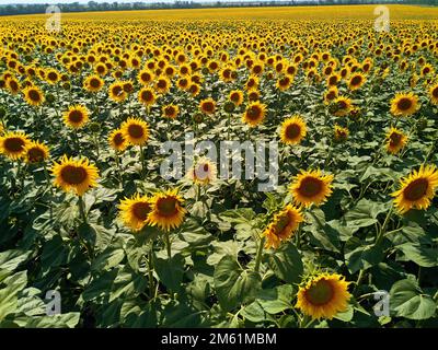 Antenne de champ de tournesols. Vol de drone sur le champ de tournesol en fleurs. Vue depuis le dessus pittoresque du champ jaune de fleurs du soleil rangées. Agriculture et Banque D'Images