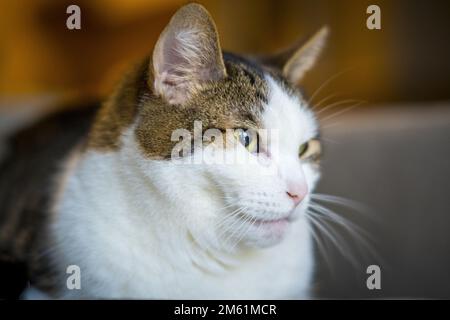 gros plan d'un chat Banque D'Images