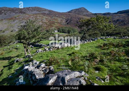 MCG Bychan Farmhouse and clip, MCG Bychan, Rhinogydd, parc national de Snowdonia, pays de Galles du Nord, ROYAUME-UNI Banque D'Images