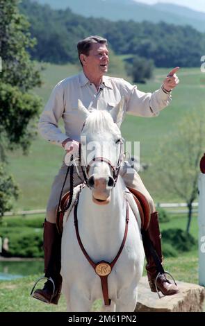 4/8/1985 le président Reagan à cheval « El Alamein » à Rancho del Cielo le président Ronald Reagan à cheval « El Alamein » à Rancho del Cielo, avril 1986 Banque D'Images