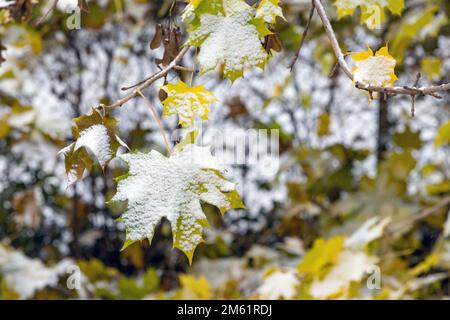 neige sur les feuilles d'un érable Banque D'Images