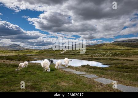 Un groupe de moutons de montagne galloise sur le chemin de Valdresflye, Norvège Banque D'Images