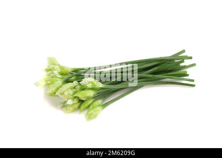 Fleur de ciboulette ciboulette chinoise ou isolé sur fond blanc. Banque D'Images