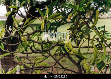 Le légume blanc de Popinac ou (Leucaena leucocephala - en latin) photogrpahed à proximité sur les branches . Photo de haute qualité Banque D'Images