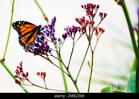 Papillon sur fleur pourpre, Athènes, Grèce Banque D'Images