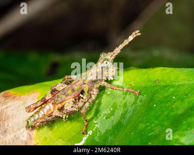 Sauterelle de la forêt tropicale (Bryacrophilis sp. ACRIDIDAE) sur une feuille, province d'Orellana, Équateur Banque D'Images
