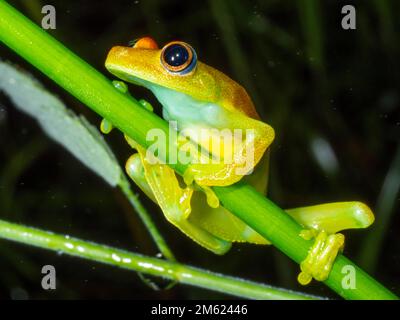 Treefrog tacheté (Boana punctata), province d'Orellana, Équateur Banque D'Images